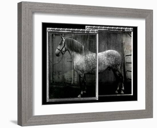 Equine Double Take IV-Susan Friedman-Framed Art Print