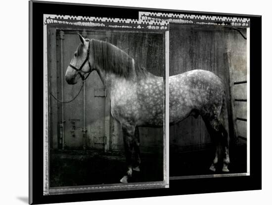 Equine Double Take IV-Susan Friedman-Mounted Art Print