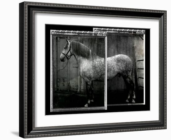 Equine Double Take IV-Susan Friedman-Framed Art Print