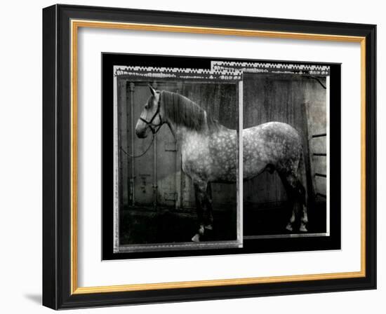 Equine Double Take IV-Susan Friedman-Framed Art Print