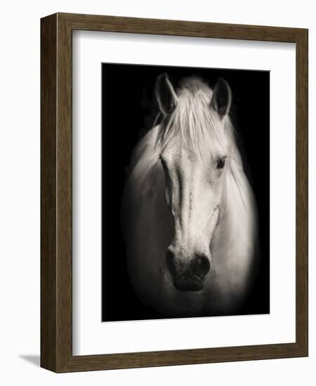 Equus 1-THE Studio-Framed Premium Giclee Print