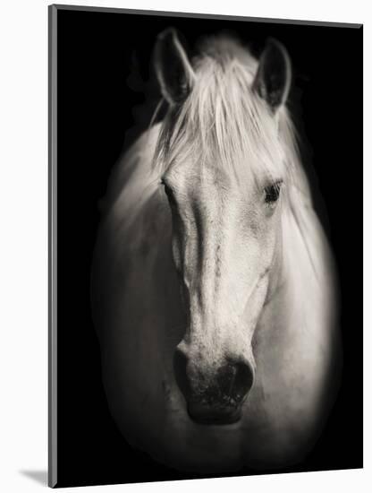 Equus 1-THE Studio-Mounted Premium Giclee Print