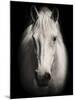 Equus 1-THE Studio-Mounted Giclee Print