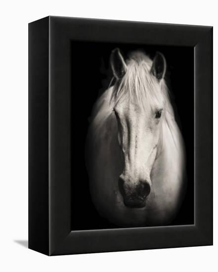 Equus 1-THE Studio-Framed Premier Image Canvas