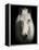 Equus 1-THE Studio-Framed Premier Image Canvas