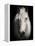 Equus 1-THE Studio-Framed Premier Image Canvas