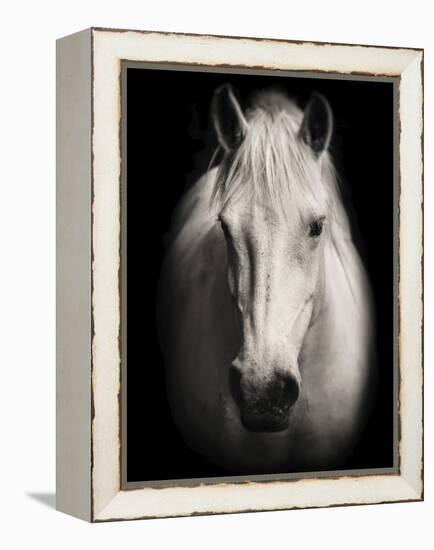 Equus 1-THE Studio-Framed Premier Image Canvas