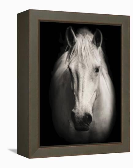 Equus 1-THE Studio-Framed Premier Image Canvas