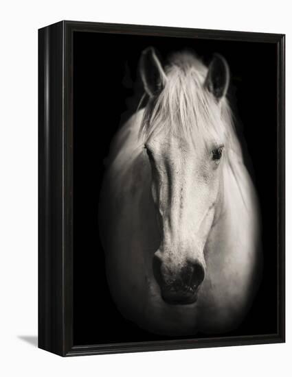 Equus 1-THE Studio-Framed Premier Image Canvas