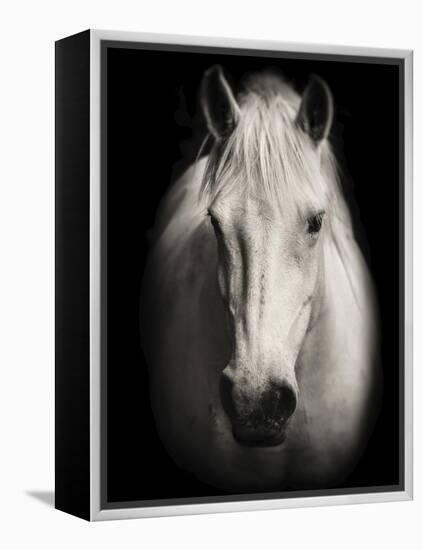 Equus 1-THE Studio-Framed Premier Image Canvas