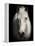 Equus 1-THE Studio-Framed Premier Image Canvas