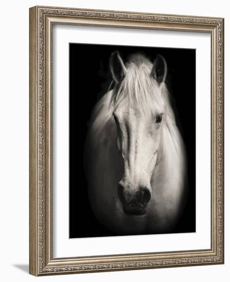 Equus 1-THE Studio-Framed Giclee Print