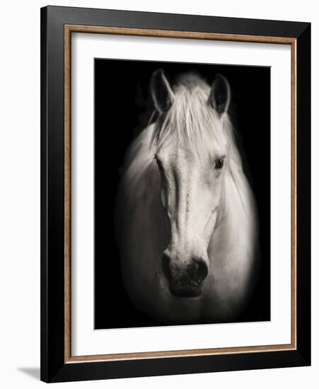 Equus 1-THE Studio-Framed Giclee Print