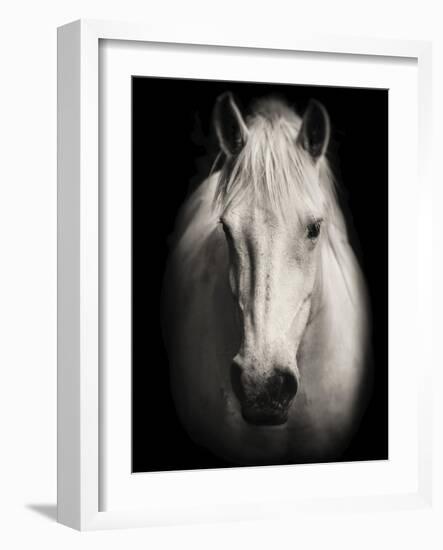 Equus 1-THE Studio-Framed Giclee Print