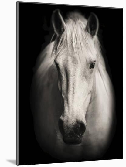 Equus 1-THE Studio-Mounted Giclee Print