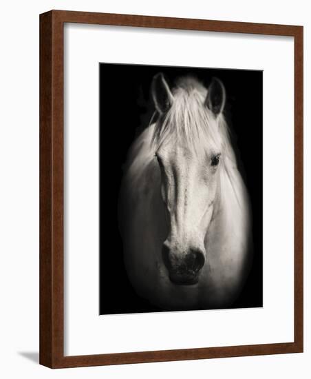 Equus 1-THE Studio-Framed Giclee Print