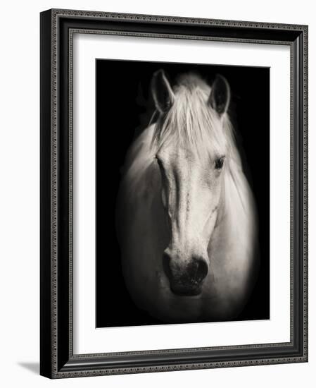 Equus 1-THE Studio-Framed Giclee Print