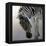 Equus burchelli 2, 2010-Odile Kidd-Framed Premier Image Canvas