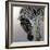 Equus burchelli 2, 2010-Odile Kidd-Framed Giclee Print