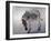 Equus burchelli 2, 2010-Odile Kidd-Framed Giclee Print