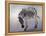 Equus burchelli 2, 2010-Odile Kidd-Framed Premier Image Canvas