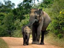 APTOPIX Sri Lanka Elephants-Eranga Jayawardena-Photographic Print