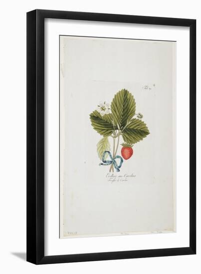 Erdbeer Aus Carolina from 'Pomona Austriaca, Ou Arbres Fruitiers D'Autriche', 1787-96-Johann Kraft-Framed Giclee Print