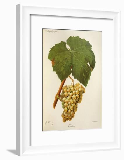Erdei Grape-J. Troncy-Framed Giclee Print
