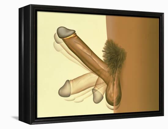 Erecting Penis-Henning Dalhoff-Framed Premier Image Canvas