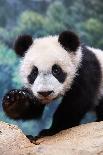 Three Subadult Giant Pandas Feeding on Bamboo, Wolong Nature Reserve, China-Eric Baccega-Photographic Print