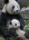 Giant Panda Baby, Aged 5 Months, Wolong Nature Reserve, China-Eric Baccega-Photographic Print