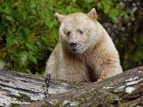 Kermode Spirit Bear, White Morph of Black Bear, Princess Royal Island, British Columbia, Canada-Eric Baccega-Photographic Print
