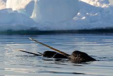 Narwhal (Monodon Monoceros) Showing Tusks Above Water Surface. Baffin Island, Nunavut, Canada-Eric Baccega-Photographic Print