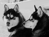 Siberian Husky Sled Dogs Pair in Snow, Northwest Territories, Canada March 2007-Eric Baccega-Photographic Print