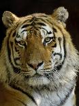 Siberian Tiger Male Portrait, Iucn Red List of Endangered Species-Eric Baccega-Photographic Print