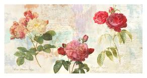 Redoute's Roses 2.0 II-Eric Chestier-Stretched Canvas