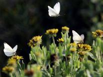 Butterflies Land on Wild Flowers at Boca Chica, Texas-Eric Gay-Photographic Print