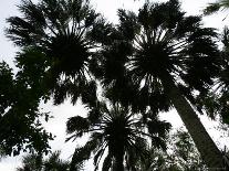 Sabal Palms near Border Fence, Brownsville, Texas-Eric Gay-Photographic Print