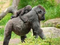 Close-Up of a Cute Baby Gorilla and Mother-Eric Gevaert-Framed Photographic Print