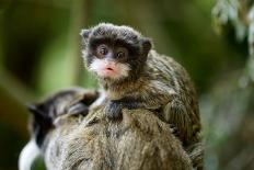 Cute Baby Emperor Tamarin (Saguinus Imperator)-Eric Gevaert-Framed Photographic Print