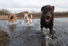 Labrador Retriever and Friends Having Fun in the Water-Eric Gevaert-Framed Premier Image Canvas