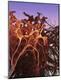 Premium Photographic Print