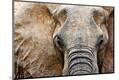 Premium Photographic Print