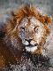 Premium Photographic Print