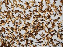 Safety in Numbers 3 (red-billed quelea), Namibia, 2018-Eric Meyer-Photographic Print