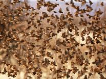 Safety in Numbers 2, (red-billed quelea), Namibia, 2018-Eric Meyer-Photographic Print