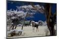 Premium Photographic Print