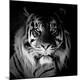 Premium Photographic Print