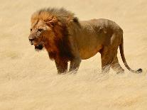 Warrior, Etosha, 2018-Eric Meyer-Photographic Print