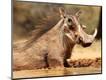 Premium Photographic Print